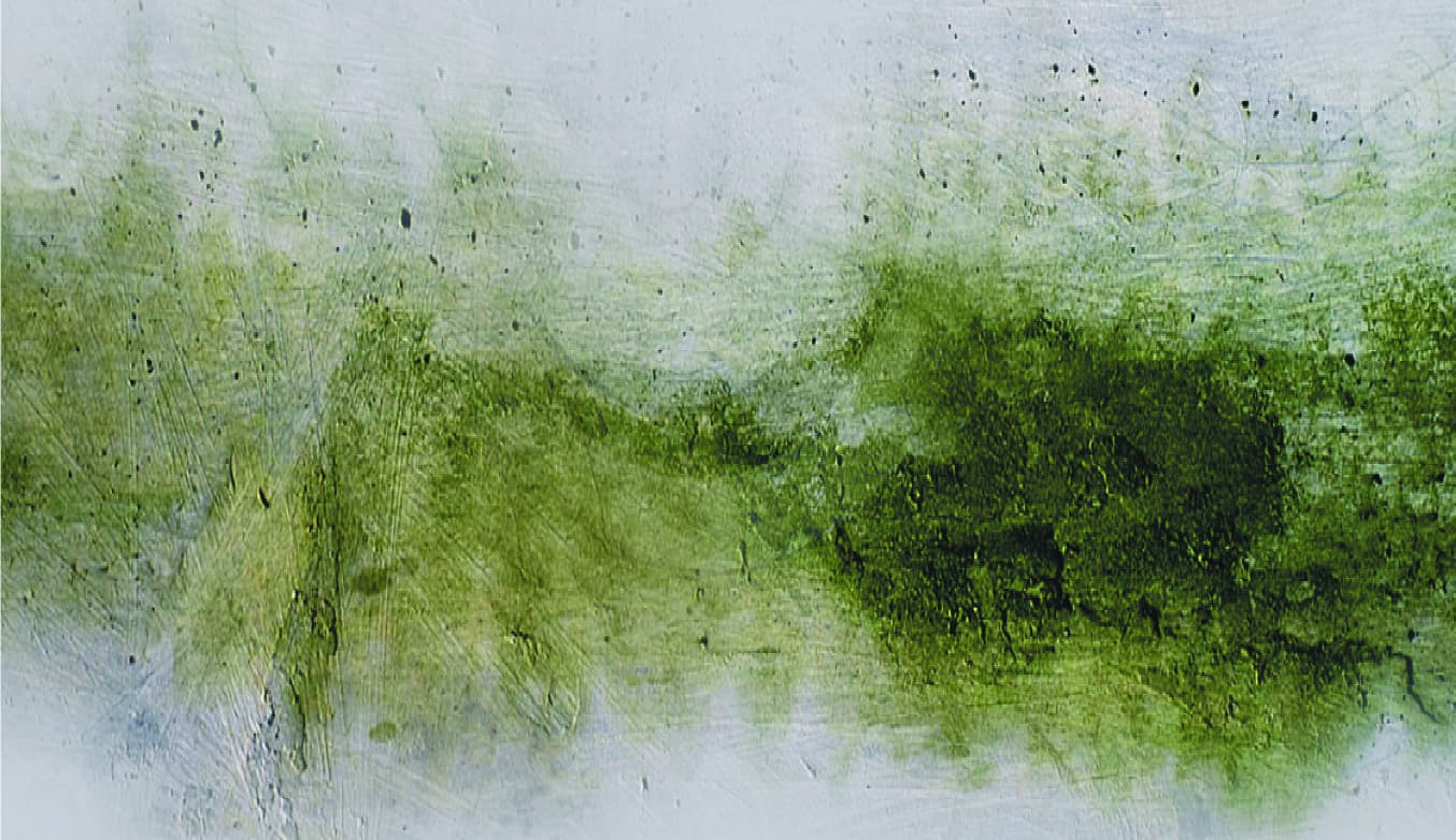 ปัญหาคราบเชื้อรา ตะไคร่น้ำ (Fungus & Algae)